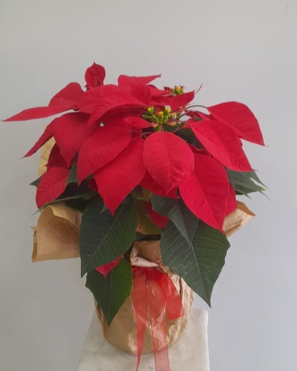 Atatürk Çiçeği Poinsettia