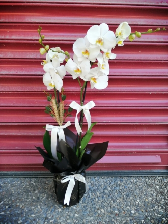 Orkide Beyaz İkili