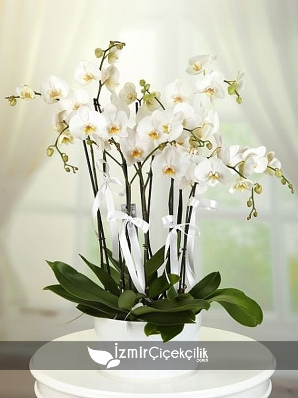 Orkide Beyaz 6 Dal