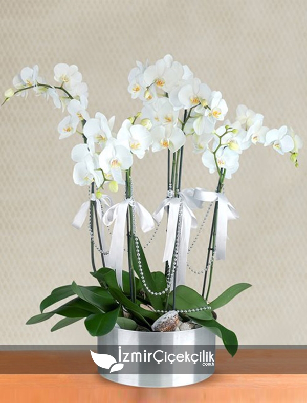 5 Dal Orkide Metal Vazo