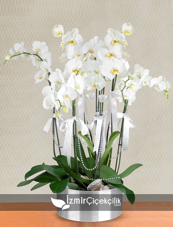 Metal Vazo İçinde 8 Li Orkide 