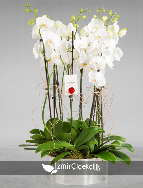 Metal Vazoda Orkide
