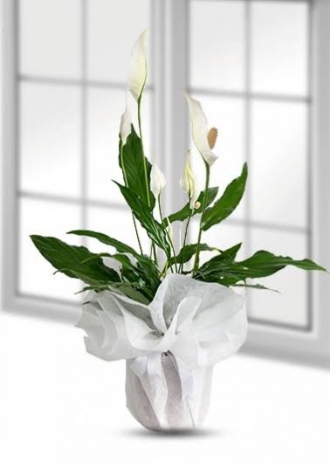 Spatifilyum Saksı Çiçeği (Barış Çiçeği)